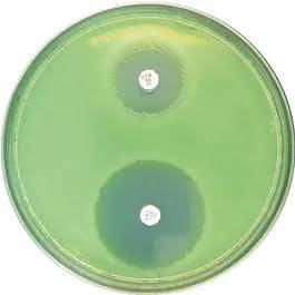 محیط کشت مولر هینتون / mueller hinton agar